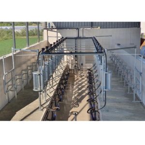Milking systems for cows