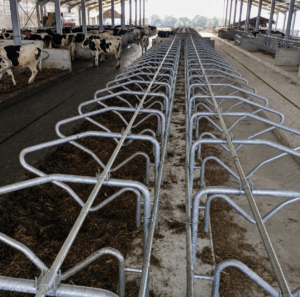 Cow Comfort